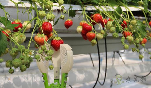 農業機器人大規模投產，以后農民靠什么收入？