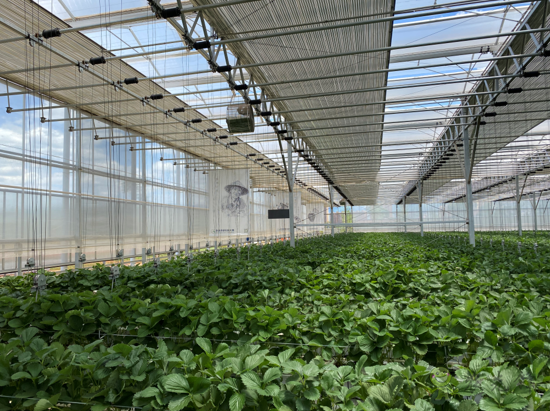 誰種出的草莓更好，人工智能VS頂尖農(nóng)人？