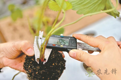 &ldquo;頂尖農人VS人工智能&rdquo;的草莓種植比賽