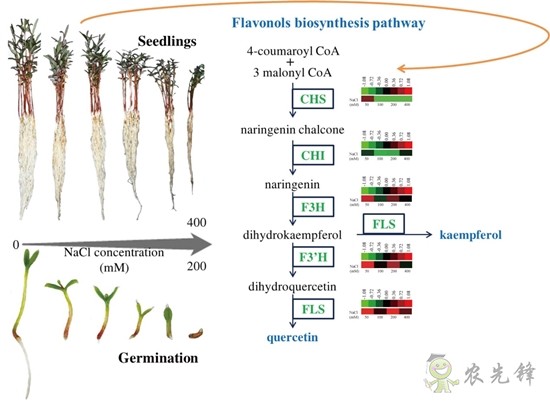 研究發(fā)現羅布麻活性多糖可有效調節(jié)Ⅱ型糖尿病