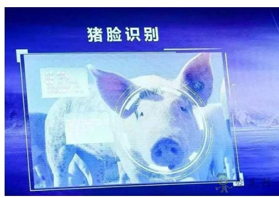 豬臉識別？&mdash;&mdash;阿里巴巴新研發智能農業平臺