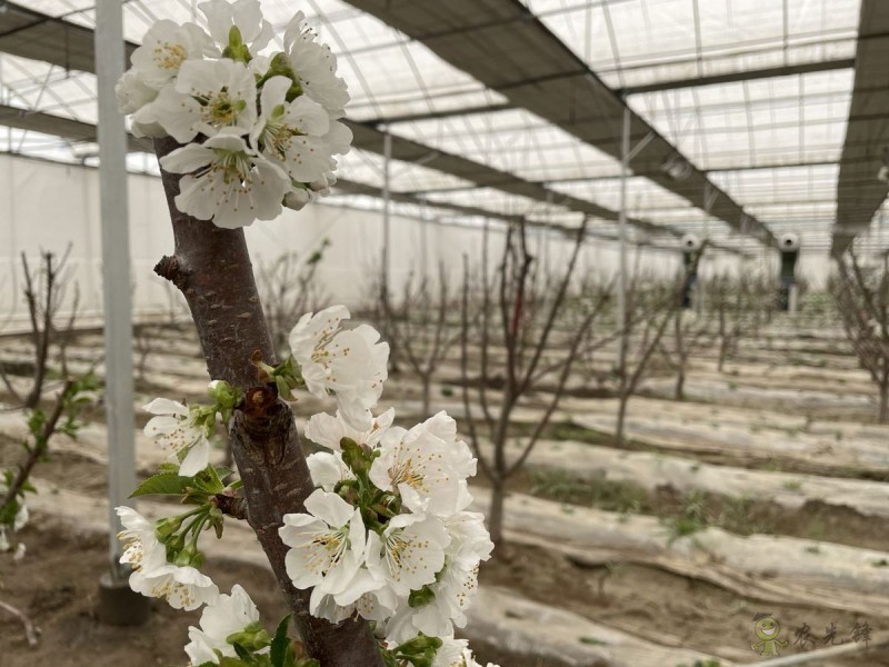 現(xiàn)代農業(yè)