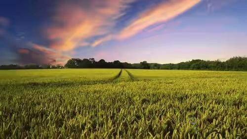 物聯(lián)網(wǎng)賦能精準農(nóng)業(yè)