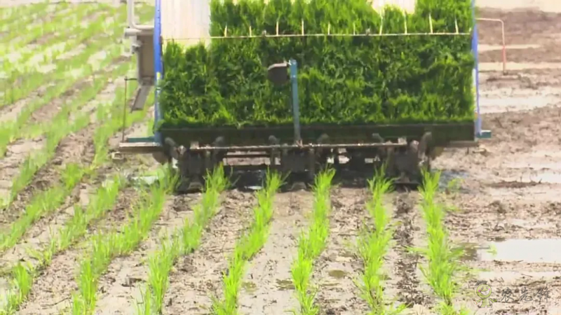 智慧農機上陣 ！無人駕駛插秧機開始大面積試點！
