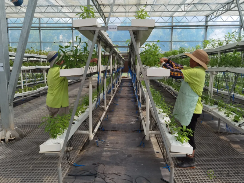 青浦:發(fā)展節(jié)水灌溉,推動(dòng)農(nóng)業(yè)提質(zhì)增效