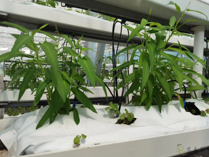 青浦:發(fā)展節(jié)水灌溉,推動(dòng)農(nóng)業(yè)提質(zhì)增效