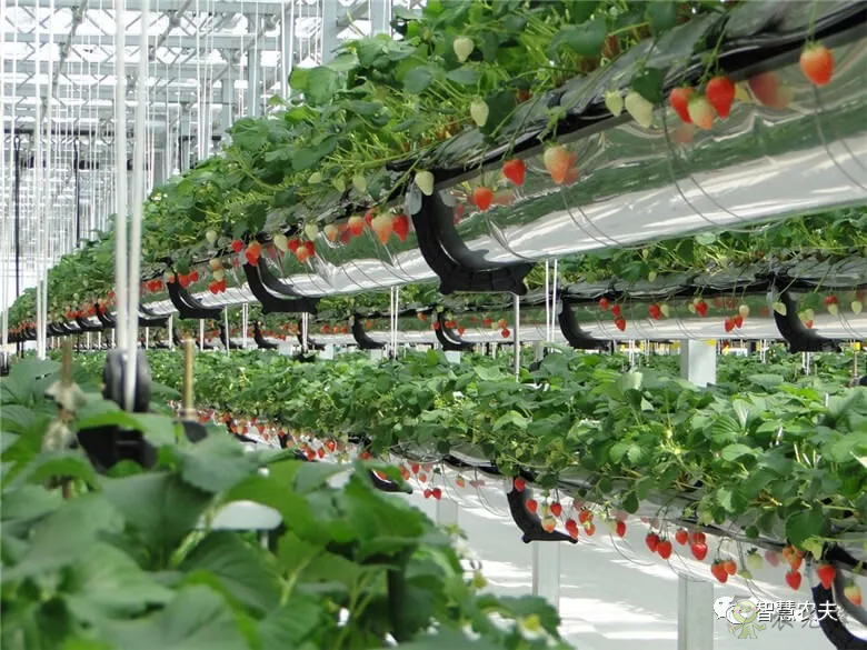 半年銷售額2億元!遼寧丹東“空中草莓”火了!