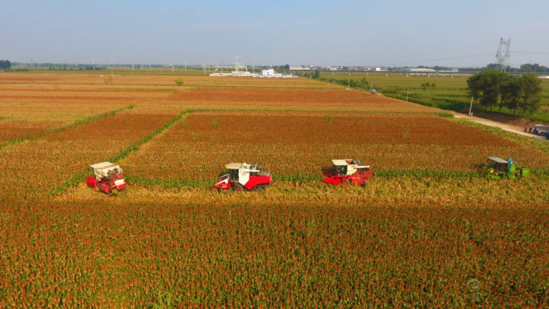 衡水市:全域推進高效節水農業
