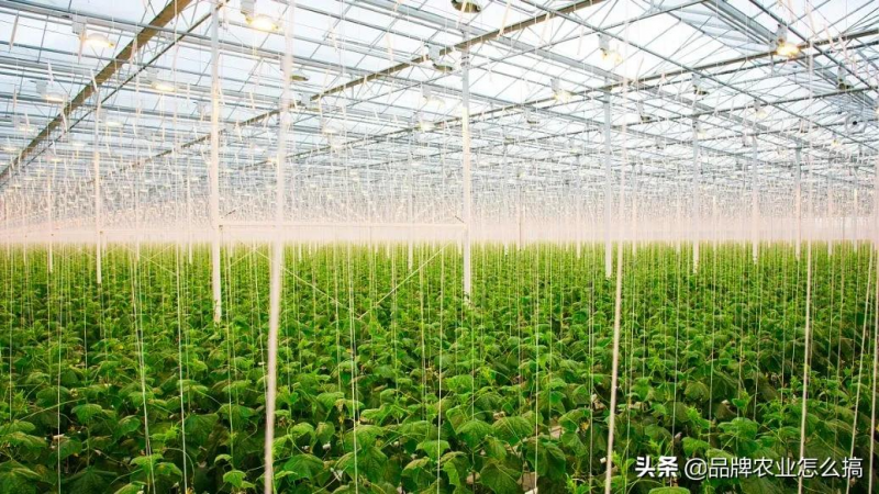 數(shù)智農(nóng)業(yè)：中國(guó)農(nóng)業(yè)未來(lái)十年的歸宿