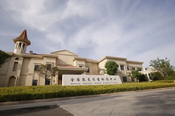 人均年收入40萬+,壽光蔬菜成功秘訣到底是什么