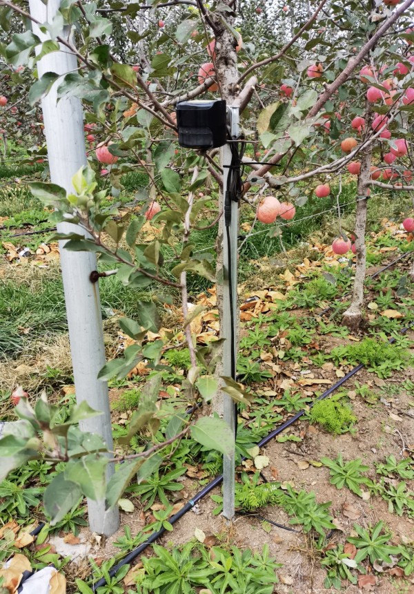 山東淄博發力數字化農業：&ldquo;慧&rdquo;農又增收 果農挑上&ldquo;金扁擔&rdquo;