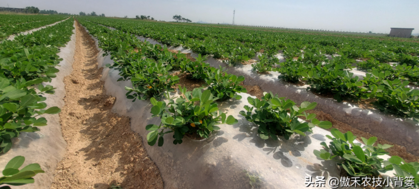農(nóng)作物起壟種植有哪些好處？起壟時如何確定最佳壟高？