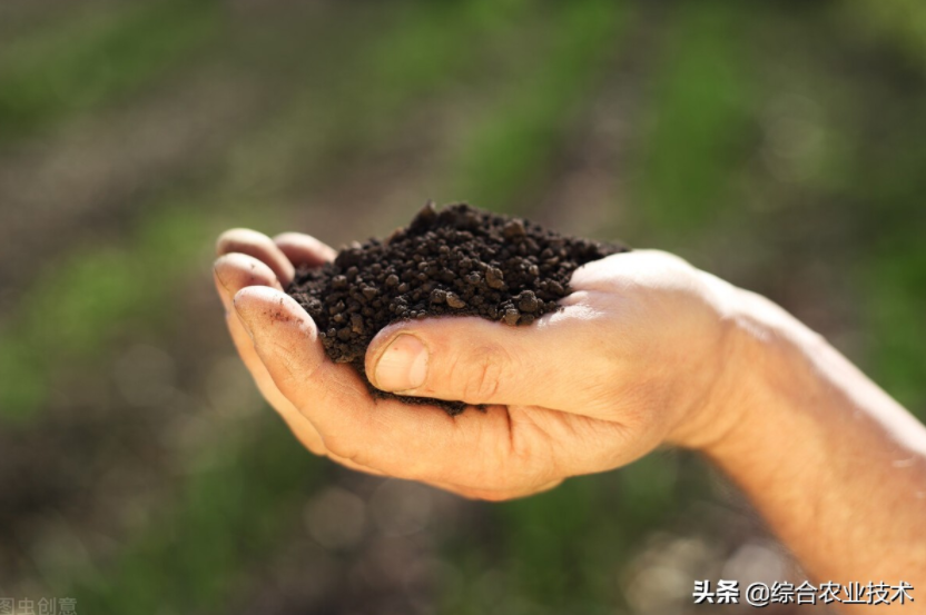 玉米地病蟲害越來越重，冬季閑了有辦法預(yù)防病蟲害嗎？