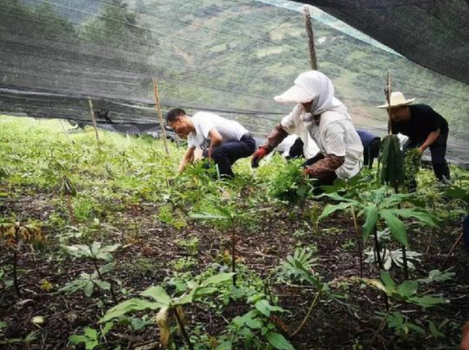 甘肅移動：&ldquo;5G技術&rdquo;進藥田，智慧農業&ldquo;顯身手&rdquo;