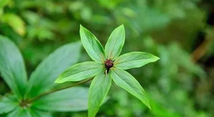 甘肅移動：&ldquo;5G技術&rdquo;進藥田，智慧農業&ldquo;顯身手&rdquo;