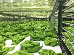 什么是垂直農(nóng)場?垂直農(nóng)場的盈利前景與經(jīng)典案例