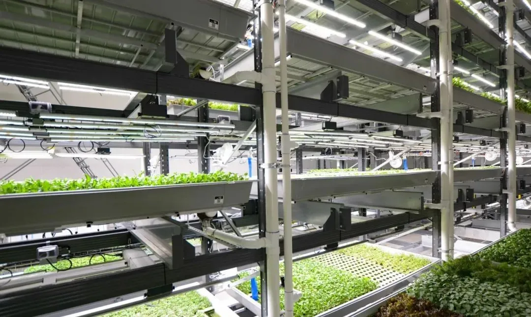 垂直農(nóng)業(yè)領(lǐng)域的&ldquo;泡沫&rdquo;要爆？