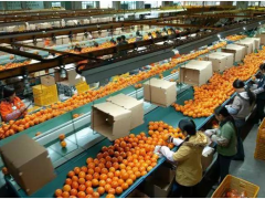 標準化,農(nóng)業(yè)品牌化的致勝之路