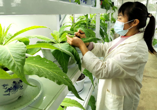 蟲(chóng)子養(yǎng)出新技術(shù) 綠色防治助生產(chǎn)